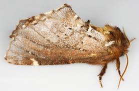 Attēlu rezultāti vaicājumam “Odontosia carmelita”