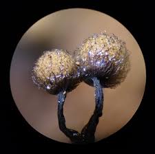 Attēlu rezultāti vaicājumam “Cribraria macrocarpa”