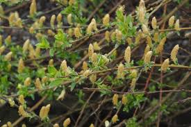 Attēlu rezultāti vaicājumam “Salix repens subsp. rosmarinifolia flower”