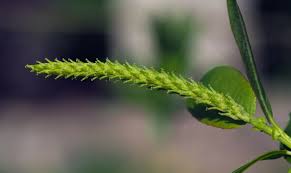 Attēlu rezultāti vaicājumam “Salix triandra”