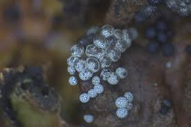 Attēlu rezultāti vaicājumam “Physarum, Nannengaella sp.”