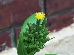 Attēlu rezultāti vaicājumam “Lactuca tatarica bud”