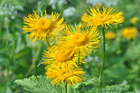 Attēlu rezultāti vaicājumam “Telekia speciosa flower”