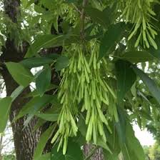 Attēlu rezultāti vaicājumam “Fraxinus pennsylvanica female flower”