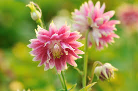 Image result for Aquilegia vulgaris `Nora Barlow`