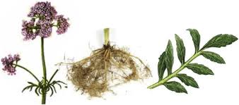 Attēlu rezultāti vaicājumam “Valeriana officinalis fruit”