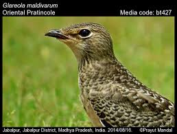 Image result for Glareola maldivarum