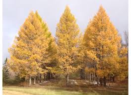 Attēlu rezultāti vaicājumam “Larix sibirica”