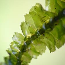 Attēlu rezultāti vaicājumam “Bazzania trilobata”