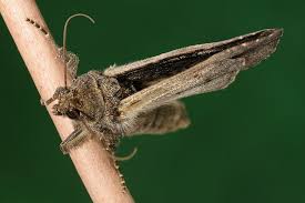 Attēlu rezultāti vaicājumam “Mamestra brassicae exuvia”