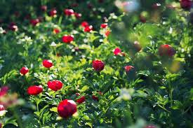 Attēlu rezultāti vaicājumam “Paeoniaceae”