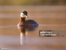 Attēlu rezultāti vaicājumam “Podiceps grisegena”