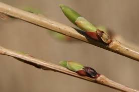 Attēlu rezultāti vaicājumam “Salix daphnoides subsp. acutifolia bud”