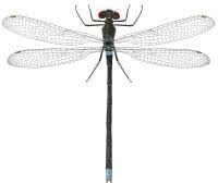 Attēlu rezultāti vaicājumam “Erythromma najas”