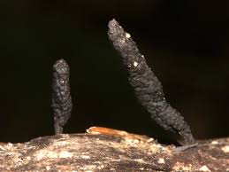 Attēlu rezultāti vaicājumam “Xylaria longipes”