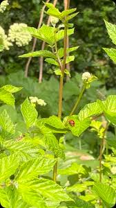 Attēlu rezultāti vaicājumam “Filipendula ulmaria  leaf”