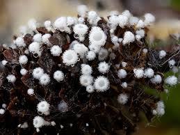 Attēlu rezultāti vaicājumam “Didymium verrucisporum stalked”