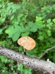 Attēlu rezultāti vaicājumam “Polyporus varius”