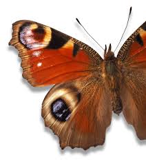 Attēlu rezultāti vaicājumam “Lepidoptera”