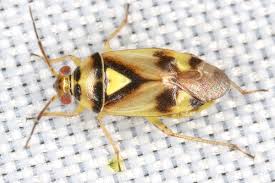 Attēlu rezultāti vaicājumam “Orthops basalis”