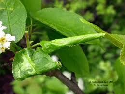 Attēlu rezultāti vaicājumam “Eudemis porphyrana”