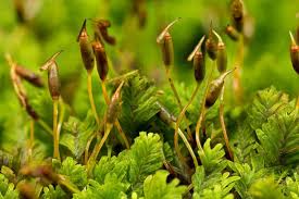 Attēlu rezultāti vaicājumam “Fissidens”