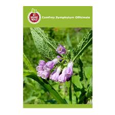 Attēlu rezultāti vaicājumam “Symphytum officinale”