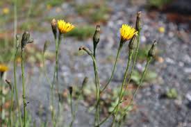 Attēlu rezultāti vaicājumam “Leontodon autumnalis”