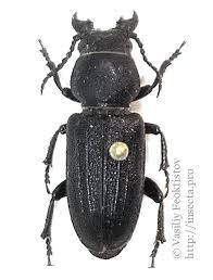 Attēlu rezultāti vaicājumam “Spondylis buprestoides”