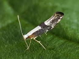 Attēlu rezultāti vaicājumam “Argyresthia spinosella”