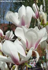Attēlu rezultāti vaicājumam “Magnolia x soulangeana”