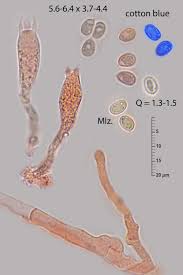 Attēlu rezultāti vaicājumam “Leucogyrophana mollusca”