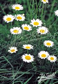 Attēlu rezultāti vaicājumam “Anthemis tinctoria”