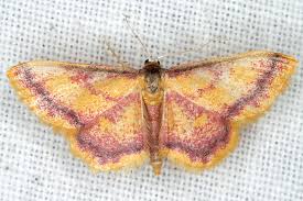 Attēlu rezultāti vaicājumam “Idaea muricata”