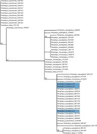 Attēlu rezultāti vaicājumam “Pemphigus borealis”