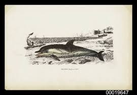 Image result for Delphinus delphis