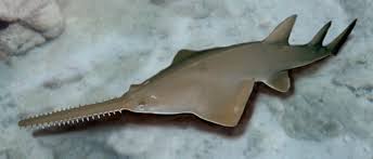 Image result for Pristis pectinata