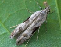 Attēlu rezultāti vaicājumam “Hypatima rhomboidella”