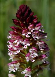 Attēlu rezultāti vaicājumam “Orchis ustulata”