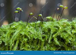 Attēlu rezultāti vaicājumam “Hypnum cupressiforme sporophyte”