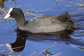 Attēlu rezultāti vaicājumam “Fulica atra”