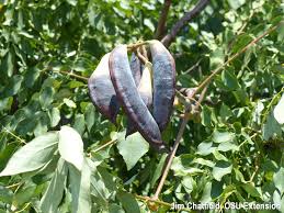 Attēlu rezultāti vaicājumam “Gymnocladus dioicus bud”