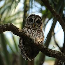 Attēlu rezultāti vaicājumam “Strigiformes”