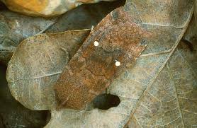 Attēlu rezultāti vaicājumam “Eupsilia transversa”