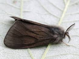 Attēlu rezultāti vaicājumam “Canephora hirsuta”