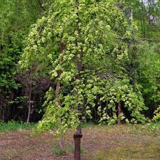 Attēlu rezultāti vaicājumam “Ulmus glabra fruit”