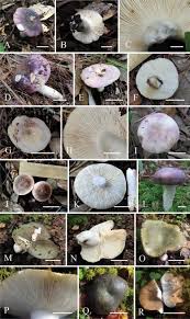 Attēlu rezultāti vaicājumam “Russulales”