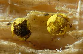 Attēlu rezultāti vaicājumam “Physarum virescens macro”