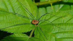 Attēlu rezultāti vaicājumam “Opiliones”