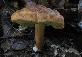 Attēlu rezultāti vaicājumam “Boletales”